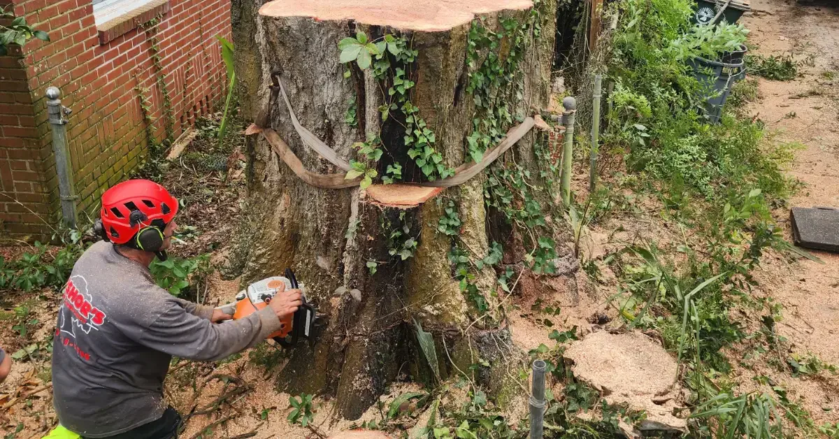 Tree Stump Removal & Grinding