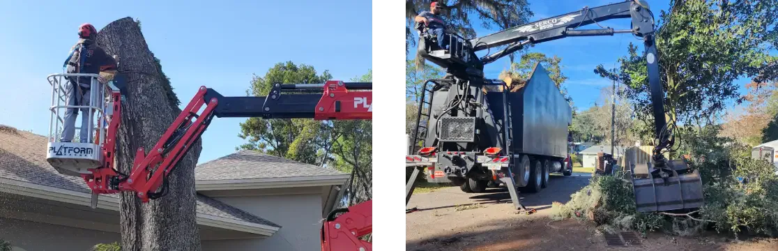 ISA-certified arborist evaluating tree health and root stability on residential property.