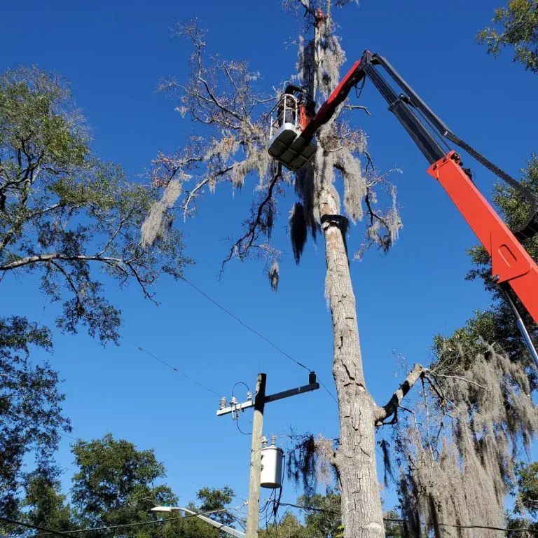 Arborist pruning a live oak tree in Jacksonville, Florida, with proper technique.