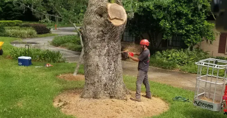 Arborist applying fall fertilizer to trees in Jacksonville, Florida, to strengthen roots before winter.