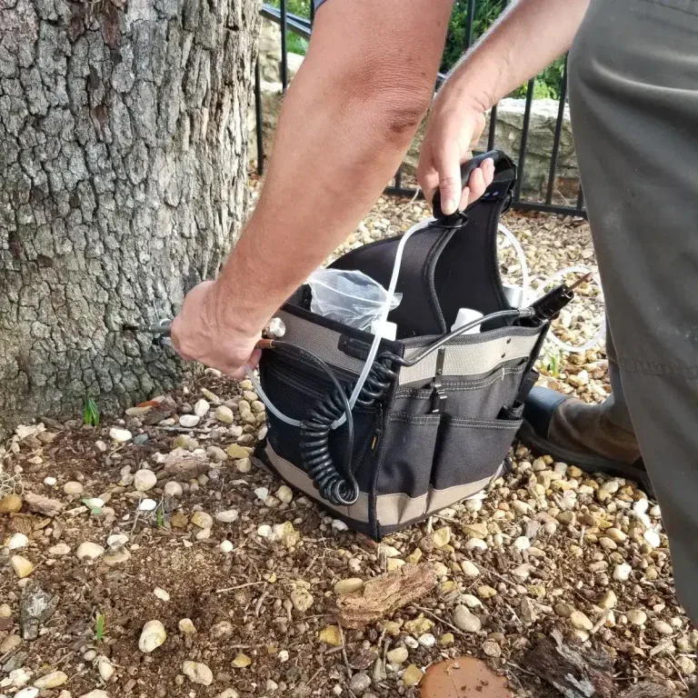 Drought-Resistant Trees That Thrive in Southside Jacksonville