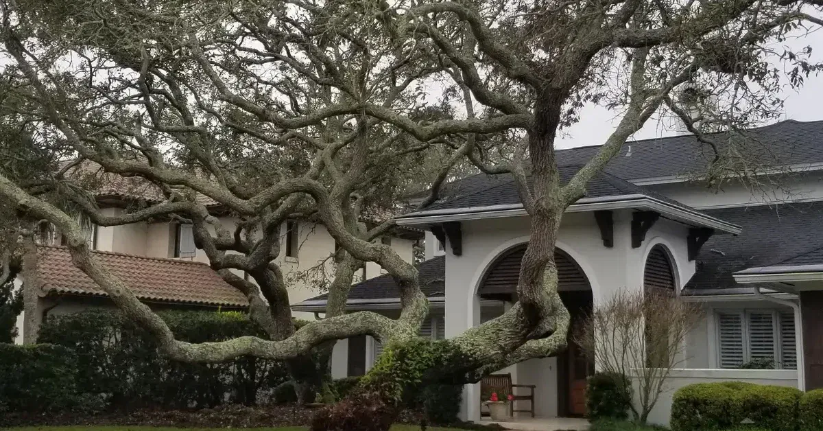 From trimming and soil testing to full tree health plans, Bushor’s certified arborists offer year-round care for Jacksonville trees.