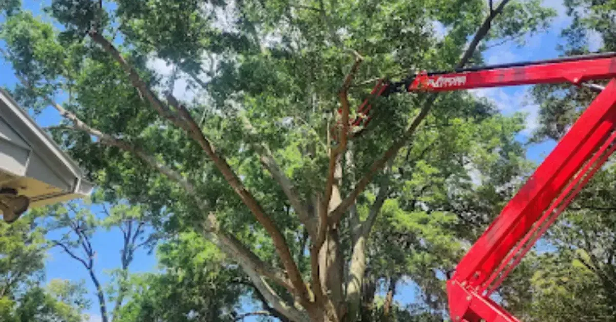 Tree Service in Atlantic Beach, FL