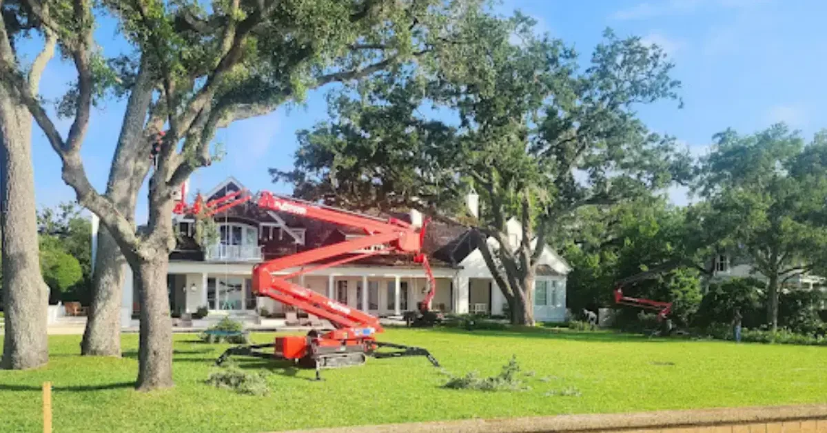 How Often Should You Trim Your Trees?