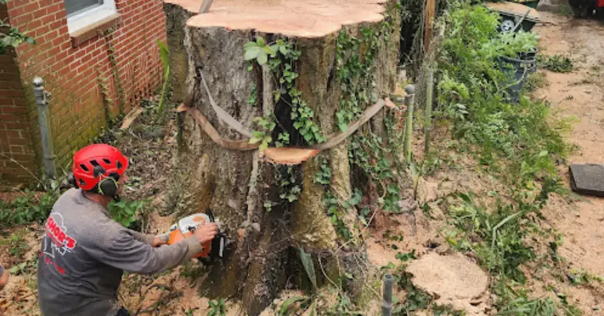 Stump and root system remaining after a tree was cut down