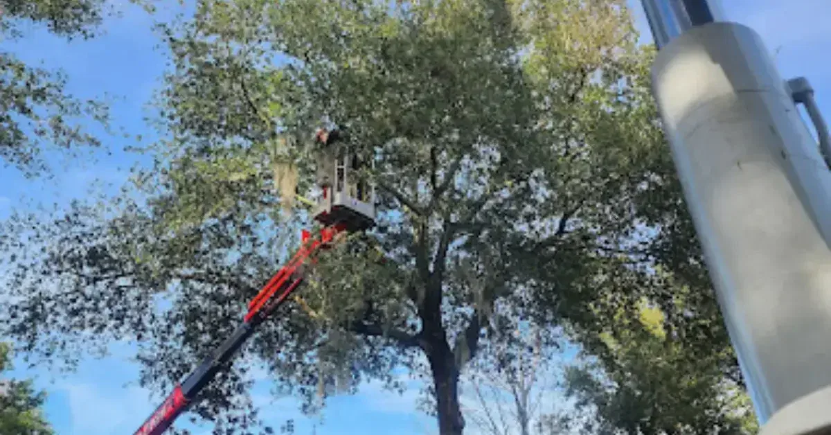 Emergency Tree Service in St. Johns, FL – Fast Response When Minutes Matter