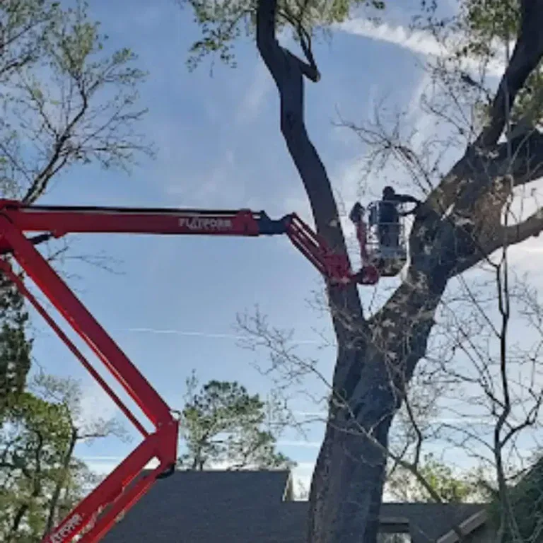 tree service Atlantic Beach, FL
