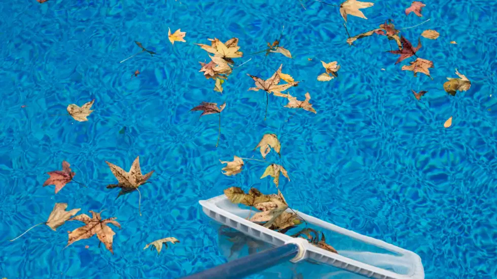 The Essential Role of Expert Tree Trimming in Pool Landscaping
