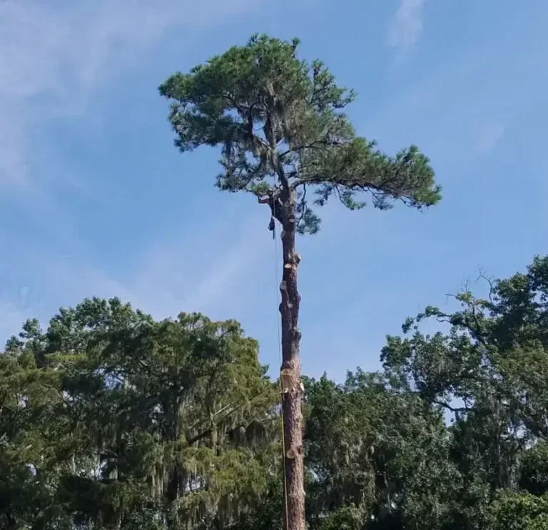 Professional tree trimming to improve curb appeal in Jacksonville FL