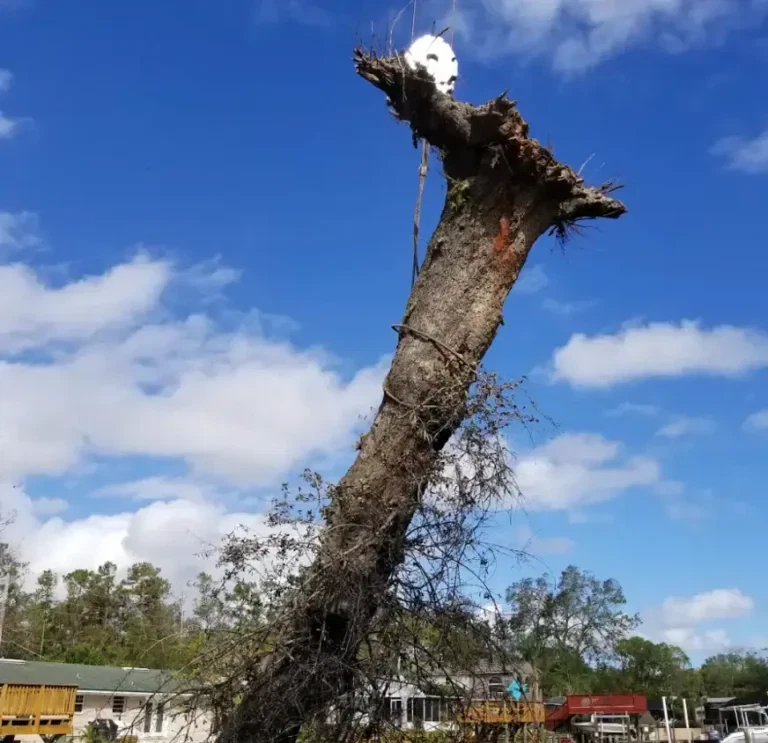 Hazardous tree limb removal near power lines in Jacksonville FL