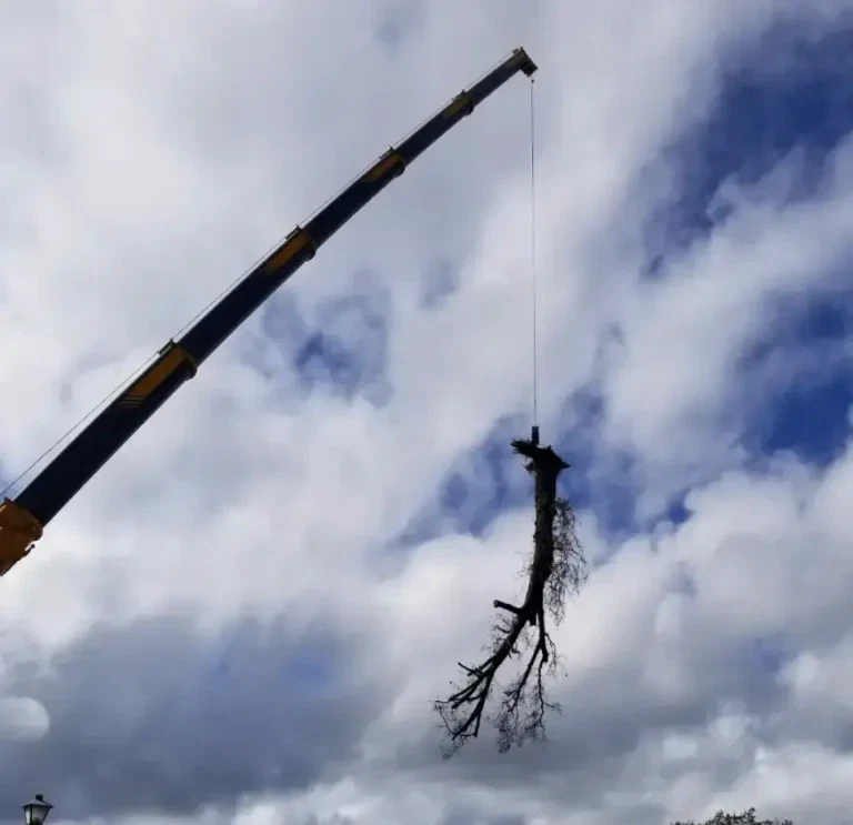 Crane-assisted large tree removal near home in Jacksonville neighborhood