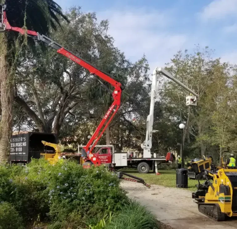 Bushor’s Tree Surgeons - Tree Trimming & Pruning Services