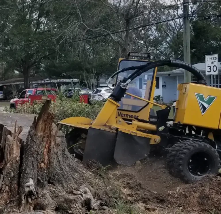 Bushor’s Tree Surgeons stump grinding after tree removal in Jacksonville FL
