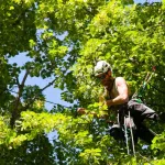 Maintain Thriving Trees in Jacksonville, FL with These 10 Tips