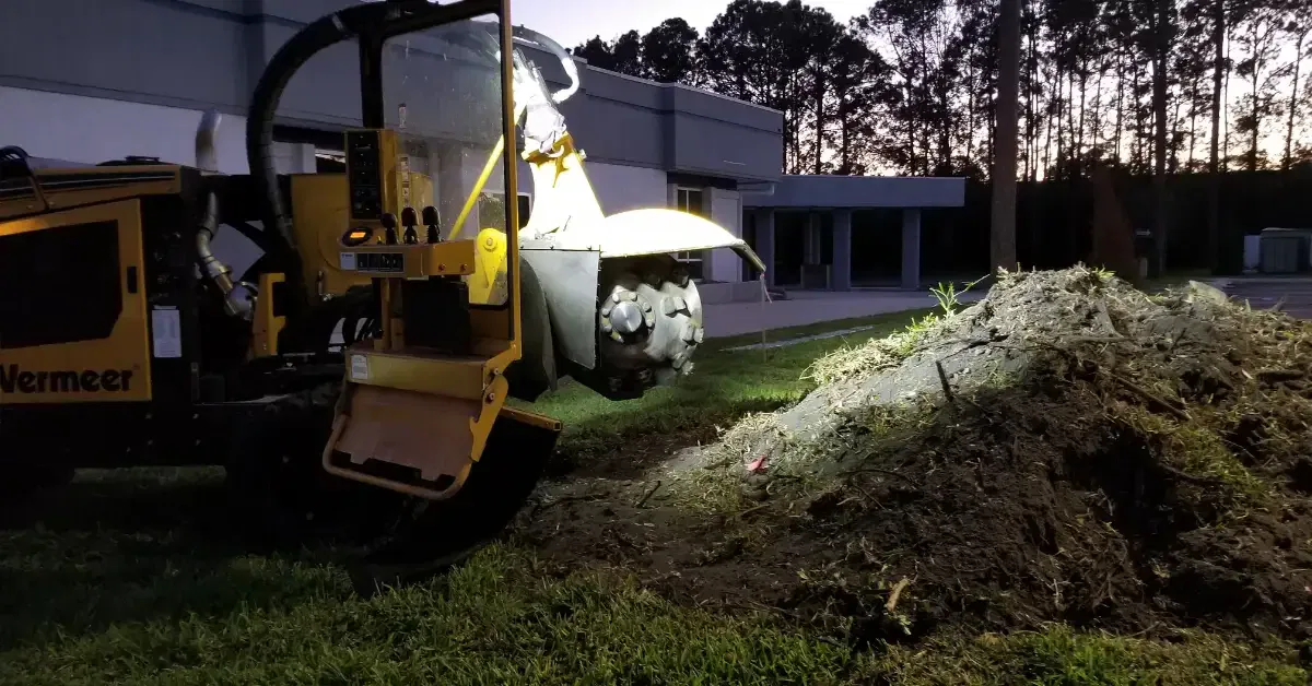 Arborists doing a tree inspection in Jacksoville FL