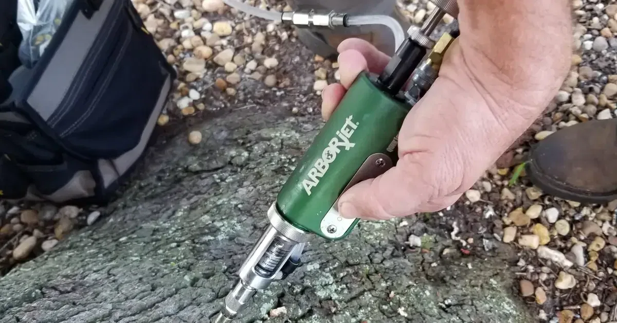 tree care services in Jacksonville, FL featuring certified arborists and healthy trees