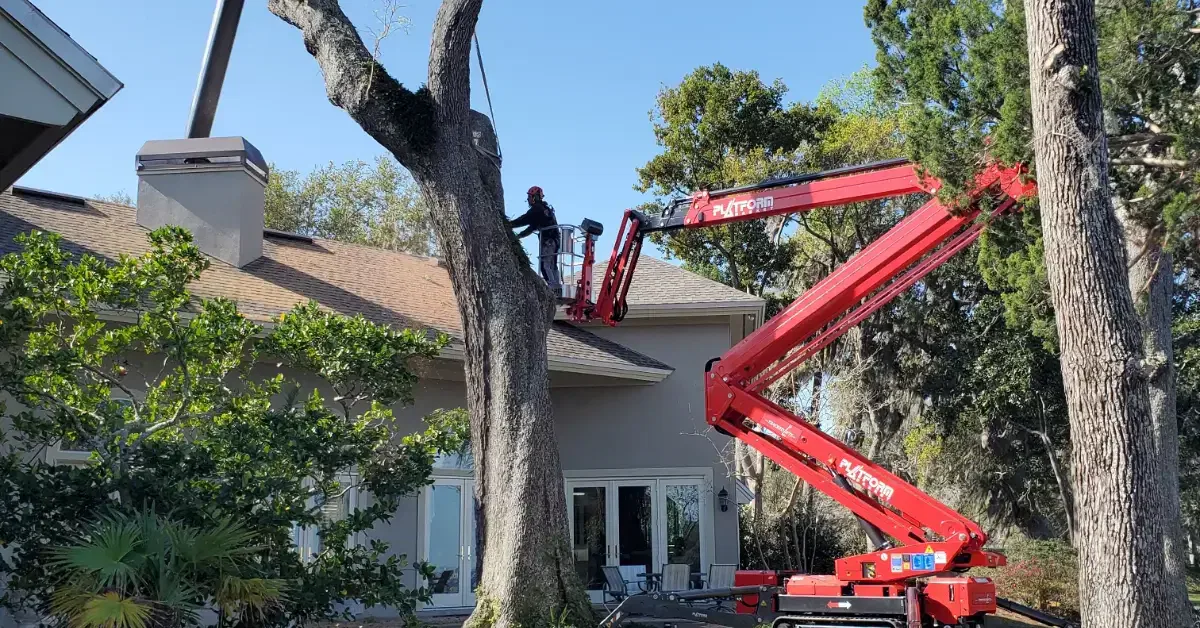  Arborists from Bushor’s Tree Surgeons removing a large tree safely in Jacksonville, FL
