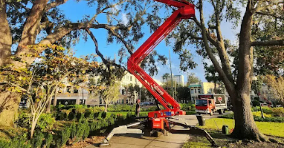Arborist examining a damaged tree that needs removal in a Jacksonville residential yard