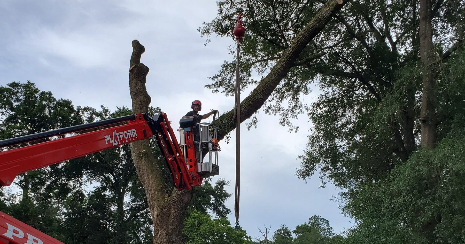 tree service in St. Johns, FL