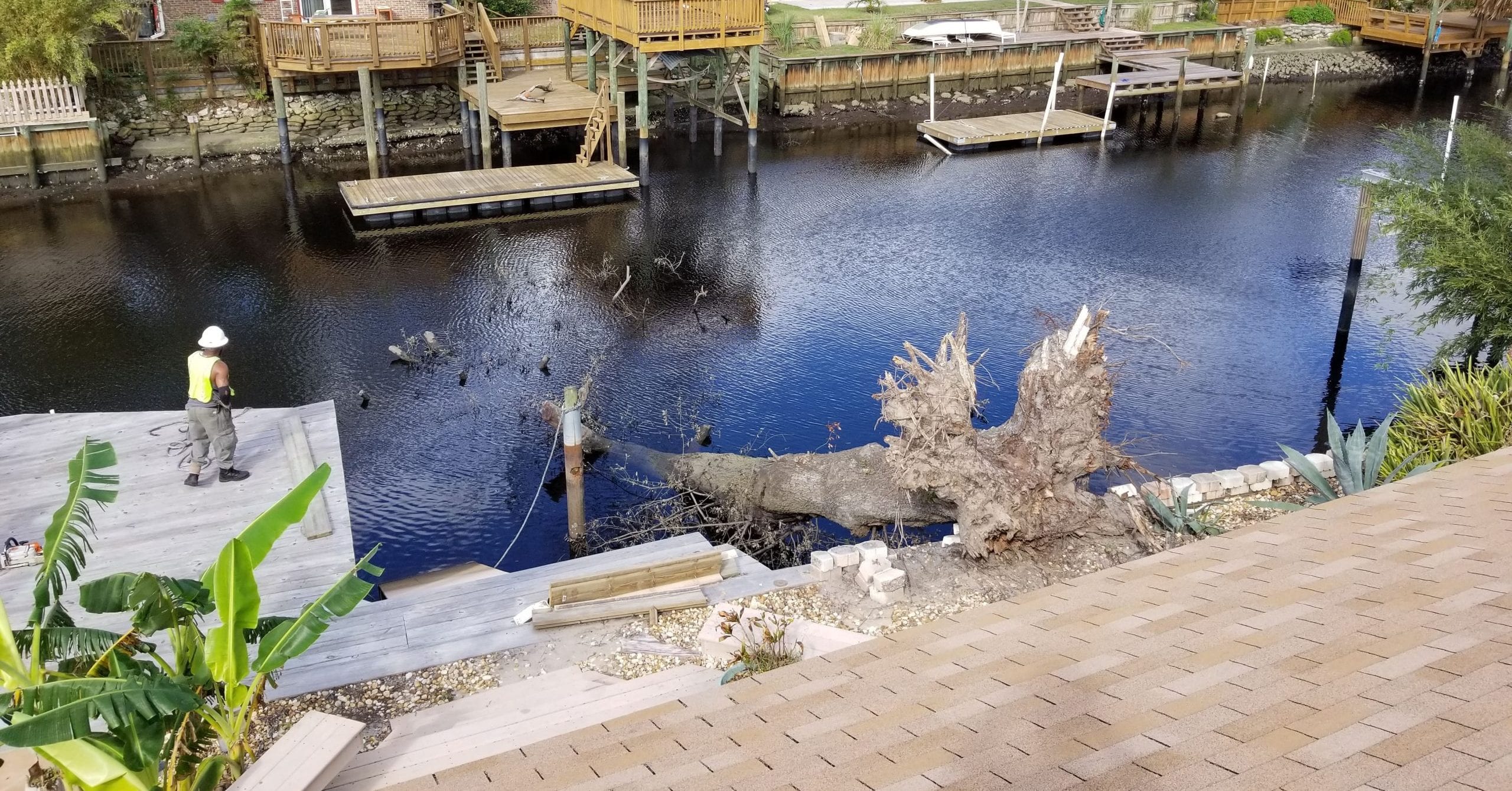 Fallen pine tree near a Florida home after storm