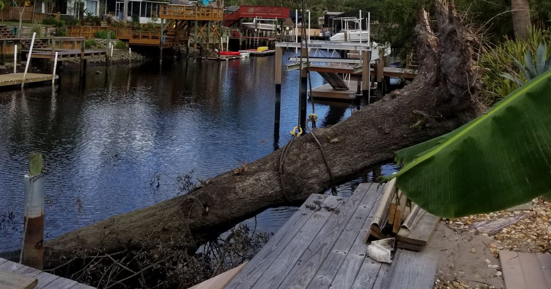 Excavator digging out tree roots for full stump removal