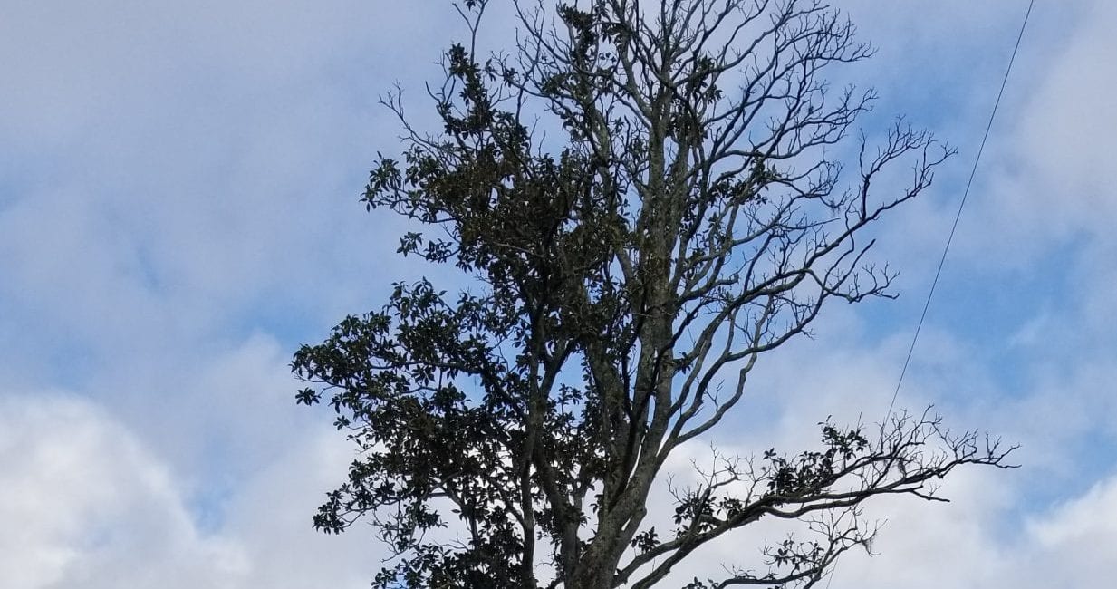 Arborist is climbing a tree in Jacksonville with safety gear