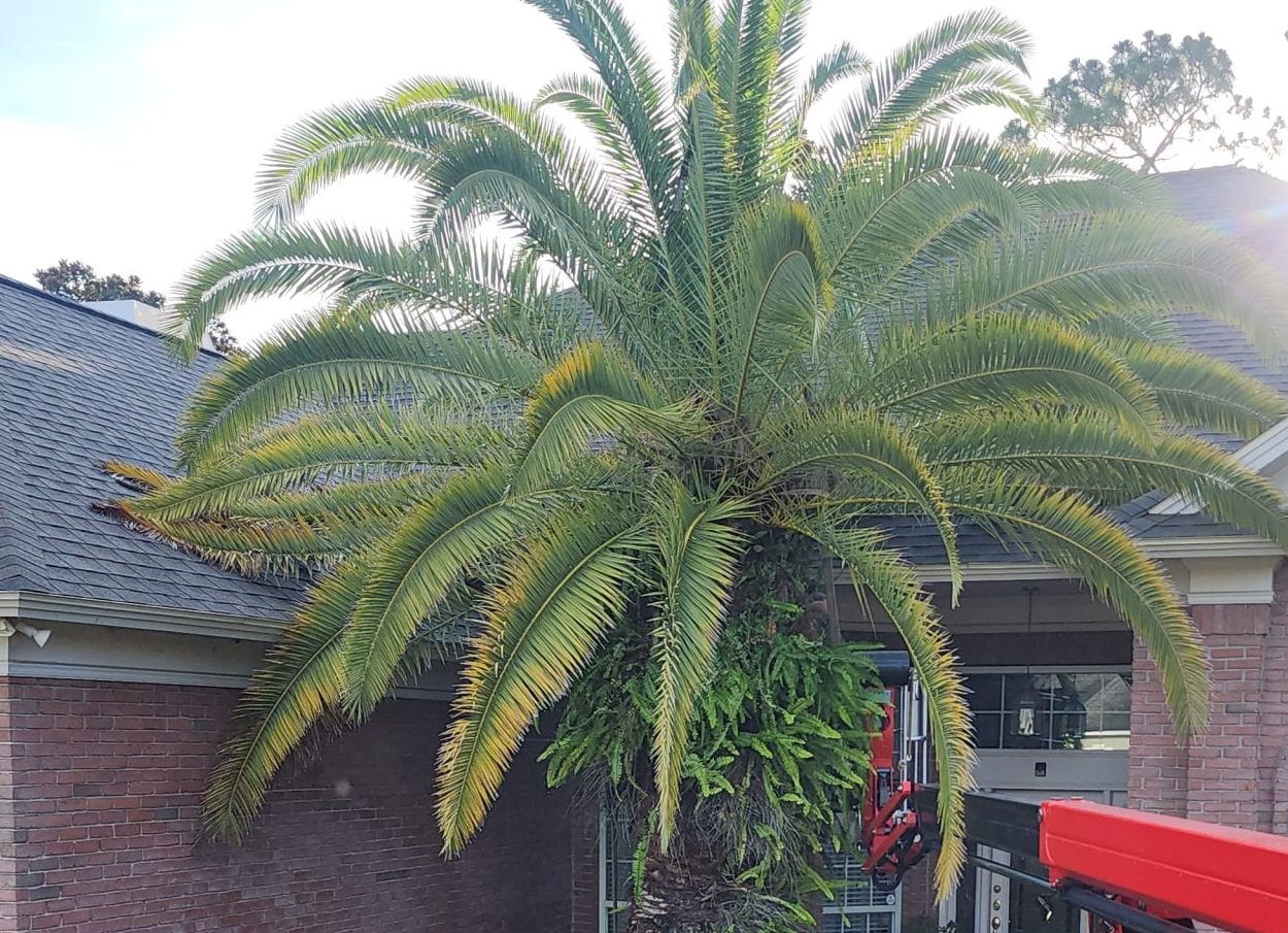 Healthy coastal trees thriving in St. Johns County, Florida, are maintained by professional arborists.