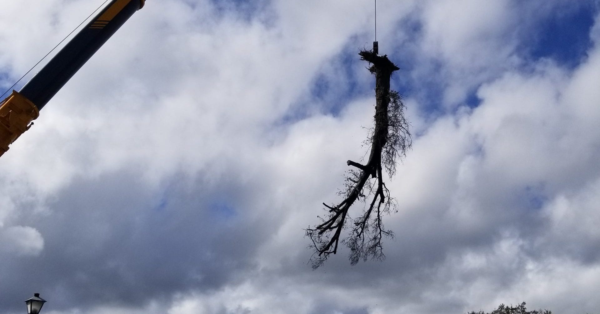 Fallen tree removal service in Jacksonville during storm season