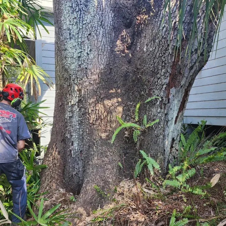 Arborist installing steel cabling and bracing in mature tree canopy in Jacksonville