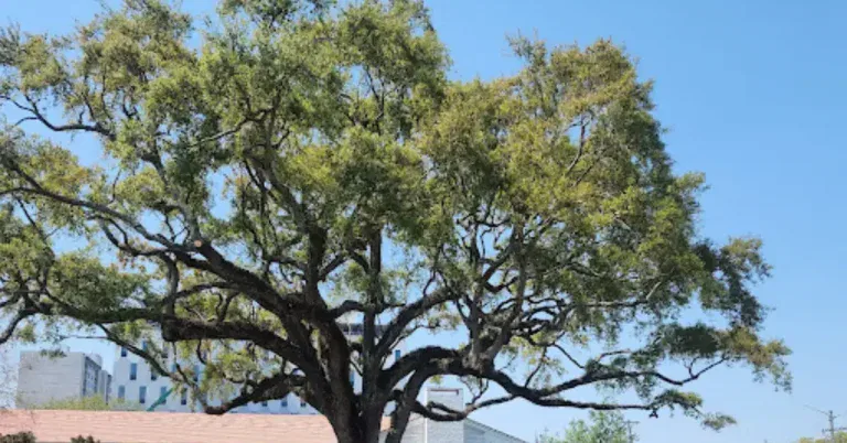 Healthy coastal trees thriving in St. Johns County, Florida, are maintained by professional arborists.