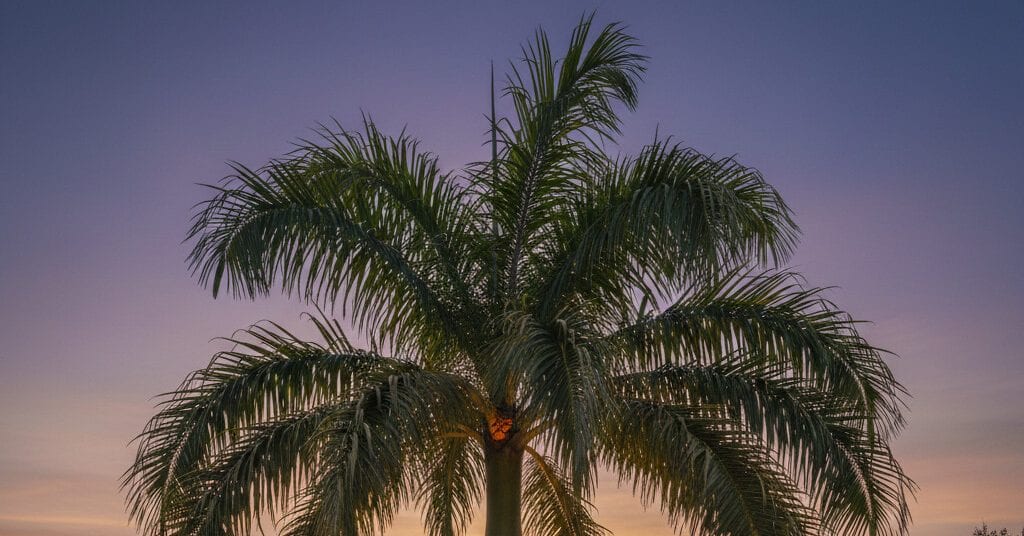 Arborist trimming a palm tree in a Jacksonville yard under clear skies.