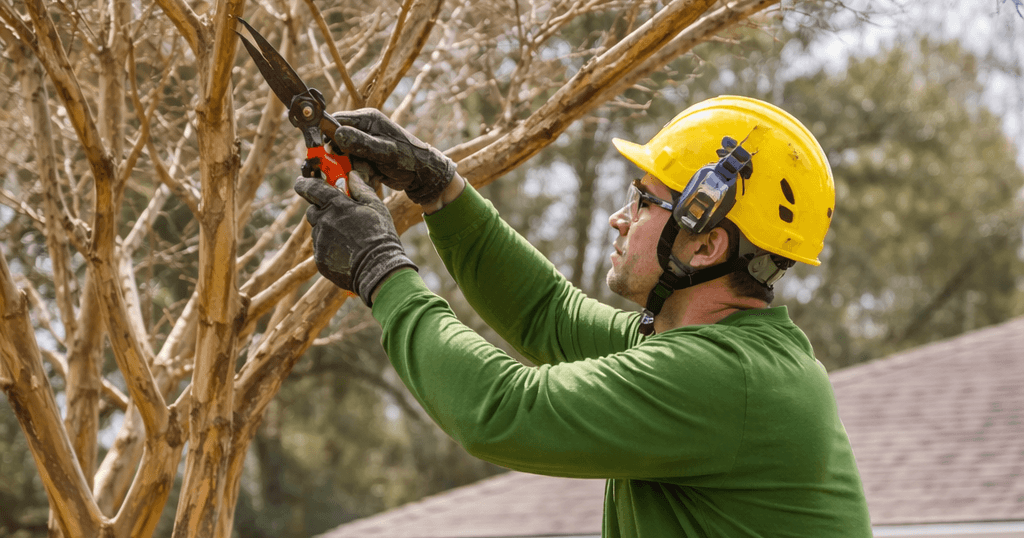 An arborist is trimming a crape myrtle in a Jacksonville .