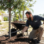 Arborist spreading wood mulch around a tree in a Florida landscape