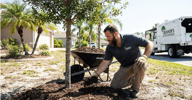 Arborist spreading wood mulch around a tree in a Florida landscape