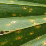 Close-up of palm frond with early signs of fungal infection