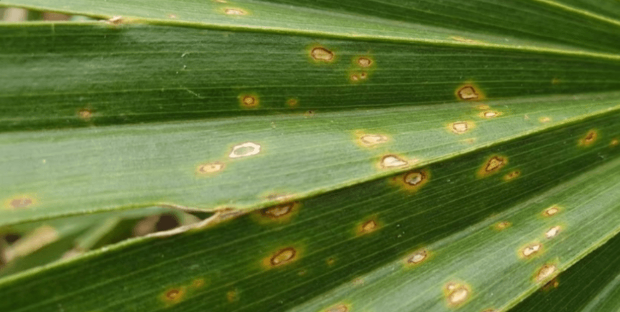 Close-up of palm frond with early signs of fungal infection