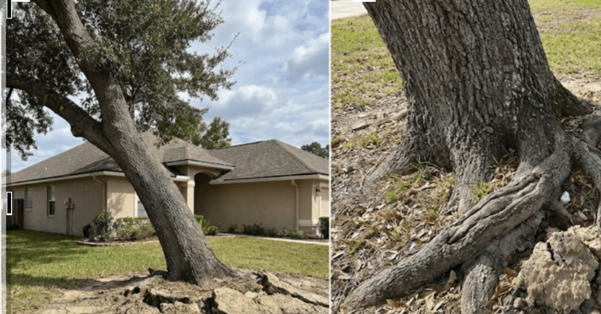 Leaning oak tree near a Jacksonville home showing soil cracks at the base