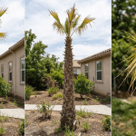 Over-trimmed palm tree with sparse canopy and nutrient deficiency symptoms after excessive pruning