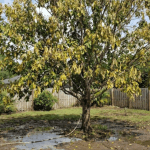 Yellow tree leaves caused by overwatering in a Jacksonville backyard