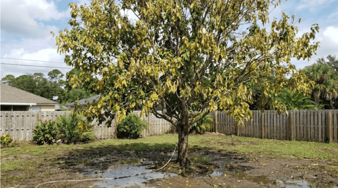 Yellow tree leaves caused by overwatering in a Jacksonville backyard