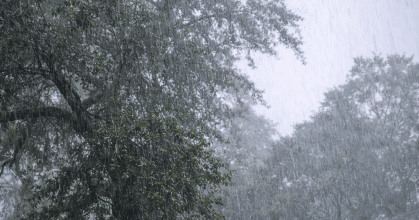 Large tree with saturated soil and root instability during heavy rain and high wind storm conditions near residential property, showing early tree failure risk