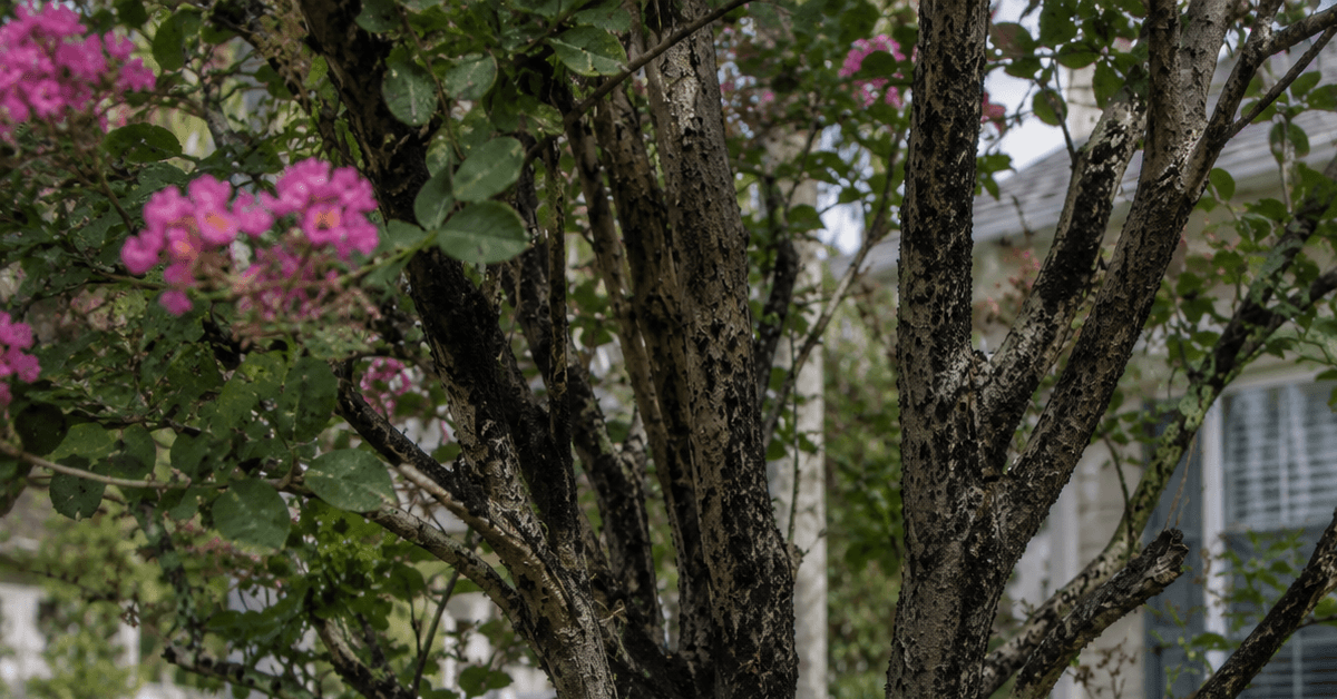 Black sooty mold covering a Crape Myrtle tree in a Jacksonville residential landscape