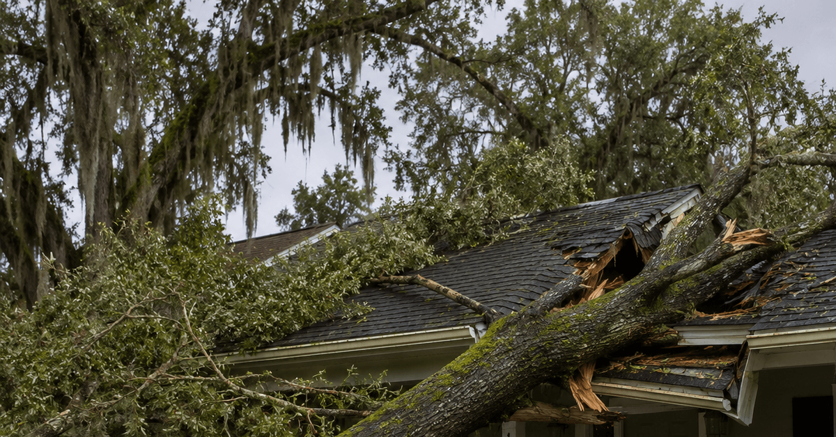 Fallen oak limb on a residential roof after a Jacksonville summer thunderstorm