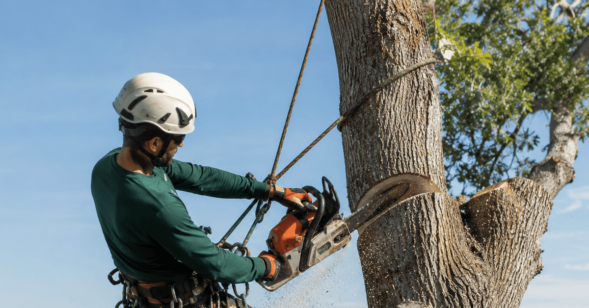 Arborist removing a tree near the St Johns River shoreline in Jacksonville Florida