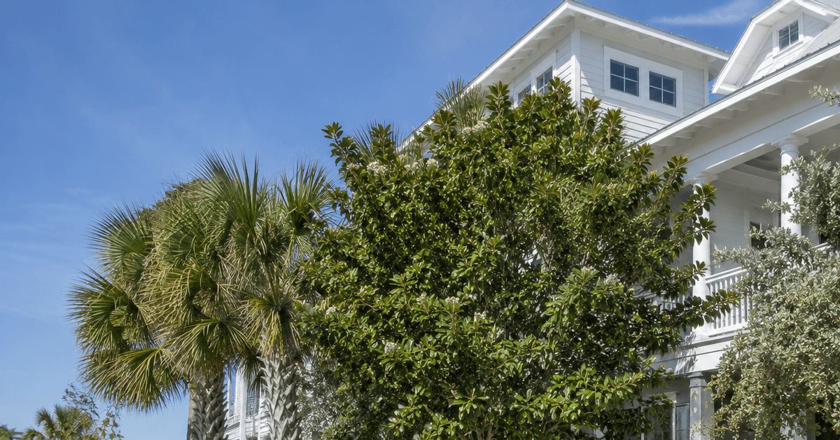 Salt-tolerant trees growing near a coastal home in Jax Beach Florida