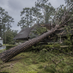 Fallen pine tree after a hurricane in Jacksonville, FL