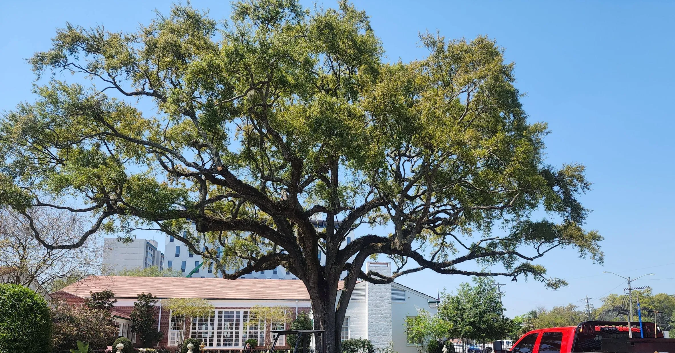 Close-up of tree trunk in Jacksonville showing water or sap leaking from bark due to bacterial wetwood infection.