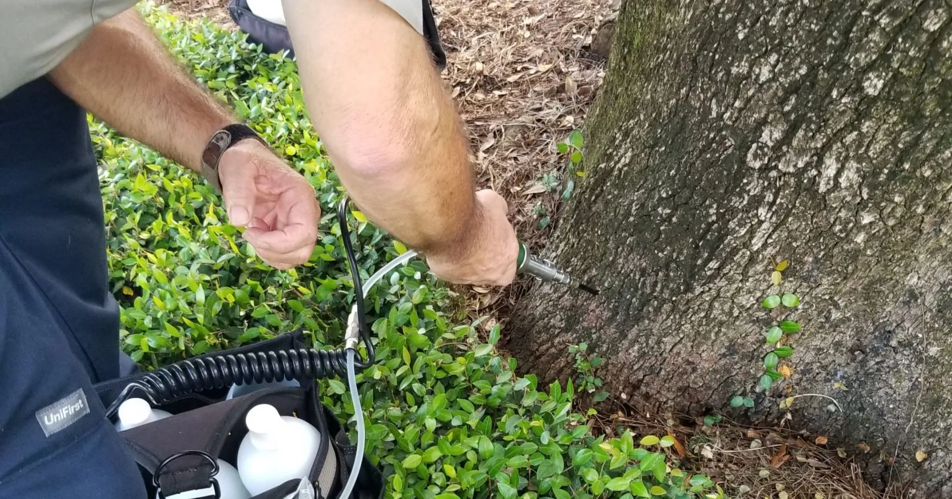 Arborist inspecting mushrooms at the base of a tree