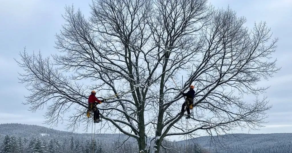 winter tree trimming