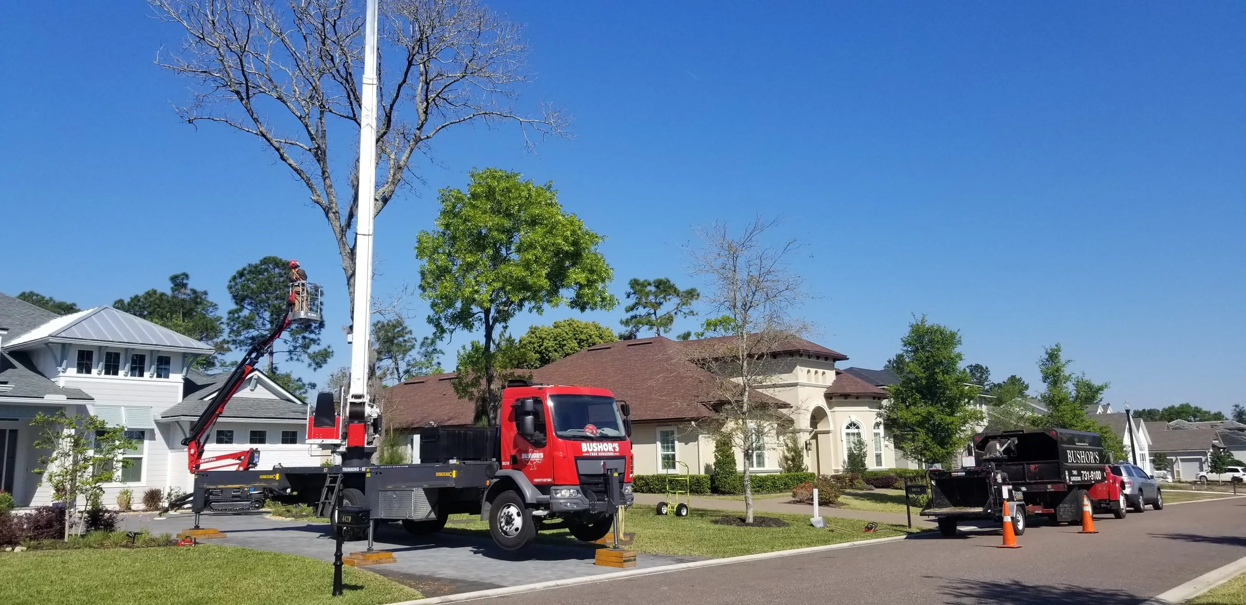 Certified arborist inspecting a large tree in Jacksonville, FL to provide documentation for tree removal under Florida’s HB 1159 law.